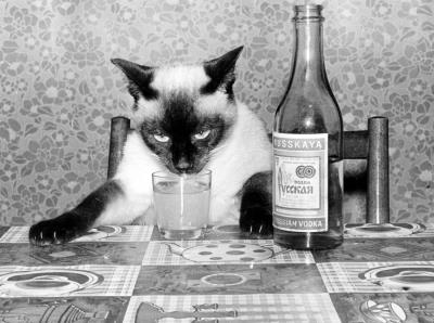 siamese-cat-drunk-with-vodka-panin-melni
